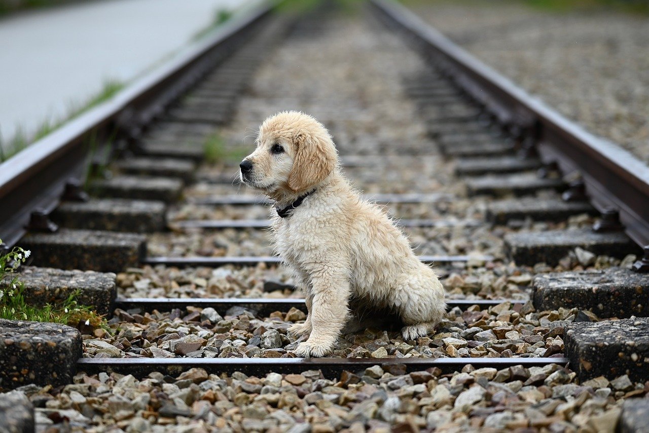 Cute puppy